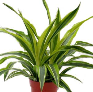 Dracaena Lemon Lime