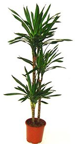 Dracaena Rikki