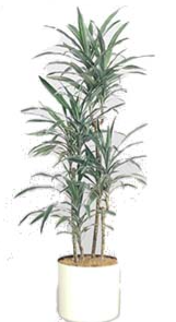Dracaena Warneckii