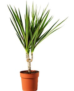 Dracaena marginata