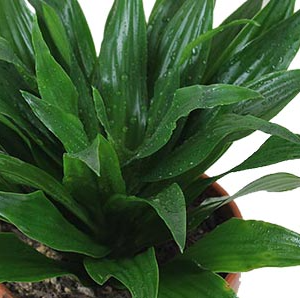 Dracena compacta Head Cutting