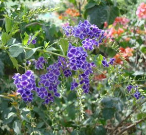 Duranta erecta (Golden Dew Drop, Sky Flower, Pigeon Berry)