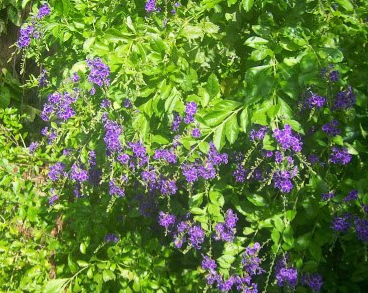 Duranta repens (Golden Dew Drop, Sky Flower, Pigeon Berry)