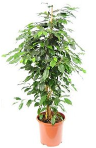 Ficus Benjamina Danielle