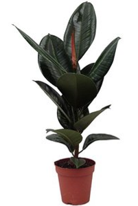 Ficus Elastica Robusta