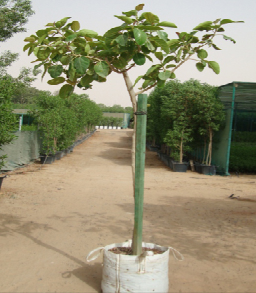 Ficus benghalensis