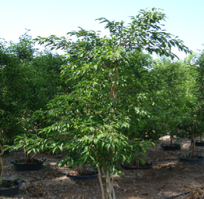 Ficus benjamina