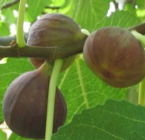 Ficus carica (Fig)