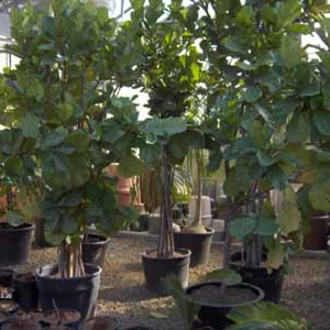 Ficus lyrata