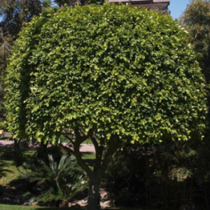 Ficus nitida