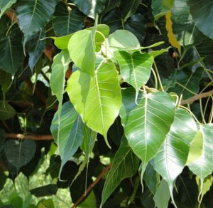 Ficus religiosa