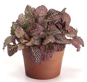Fittonia