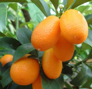 Fortunella japonica (Kumquat)