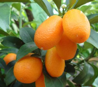 Fortunella japonica (Kumquat)