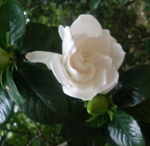 Gardenia jasminoides (Gardenia, Cape Jasmine, Gandharaj)