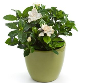 Gardenia