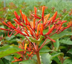 Hamelia patens (Firecracker Shrub, Mexican Firebush, Scarlet Bush, Hummingbird Bush)