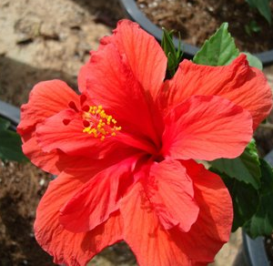 Hibiscus rosa-sinensis (Chinese Hibiscus, Rose-of-China, Hawaiian Hibiscus)