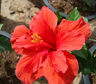 Hibiscus rosa-sinensis (Chinese Hibiscus, Rose-of-China, Hawaiian Hibiscus)