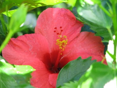 Hibiscus rosa-sinensis Variegata (Variegated Tropical Hibiscus)