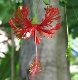 Hibiscus schizopetalus (Chinese Lanterns, Japanese Lanterns, Fringed Rosemallow, Waltzing Ladies)