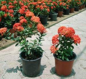 Ixora chinensis Red (Chinese Ixora)