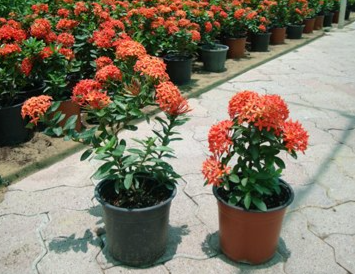 Ixora chinensis Red (Chinese Ixora)