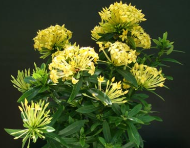 Ixora chinensis Yellow (Chinese Ixora)