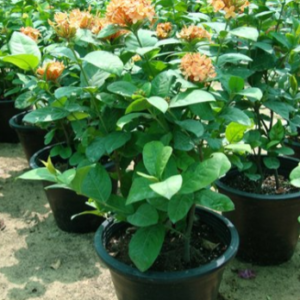 Ixora coccinea Orange (Flame of the Woods, Jungle Flame, Jungle Geranium)