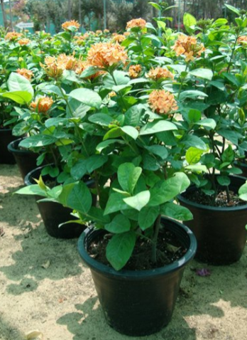 Ixora coccinea Orange (Flame of the Woods, Jungle Flame, Jungle Geranium)