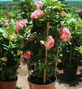Ixora coccinea Pink (Flame of the Woods, Jungle Flame, Jungle Geranium)