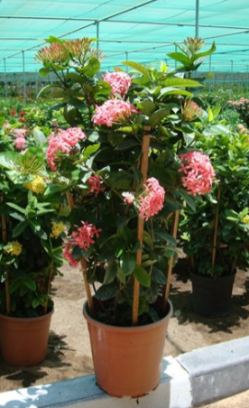 Ixora coccinea Pink (Flame of the Woods, Jungle Flame, Jungle Geranium)