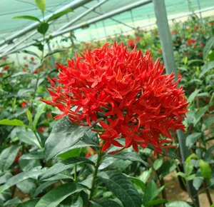 Ixora coccinea Red (Flame of the Woods, Jungle Flame, Jungle Geranium)