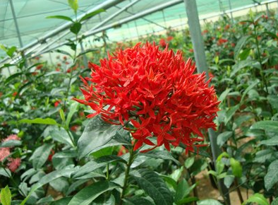 Ixora coccinea Red (Flame of the Woods, Jungle Flame, Jungle Geranium)