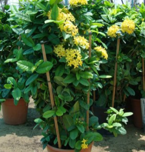 Ixora coccinea Yellow (Flame of the Woods, Jungle Flame, Jungle Geranium)