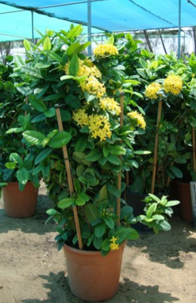 Ixora coccinea Yellow (Flame of the Woods, Jungle Flame, Jungle Geranium)