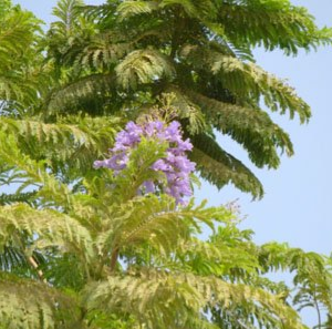 Jacaranda mimosifolia
