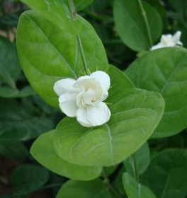 Jasminum sambac (Sacred Jasmine, Asian Jasmine, Asiatic Jasmine, Pikake)