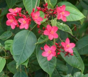 Jatropha integerrima (Peregrina, Spicy Jatropha)