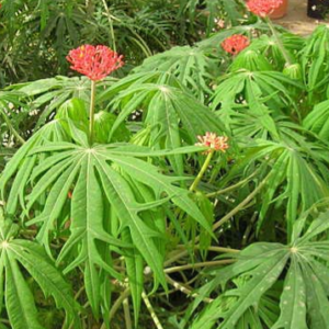 Jatropha multifida (Coralbush, Coral Plant, Physic Nute, Guatemala Rhubarb)