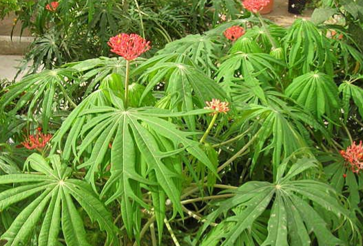 Jatropha multifida (Coralbush, Coral Plant, Physic Nute, Guatemala Rhubarb)