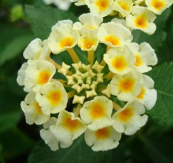Lantana camara Cream-white (Lantana)