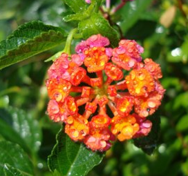 Lantana camara Crimson (Lantana)