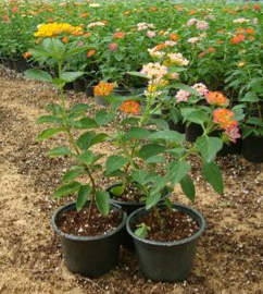 Lantana camara Pink Mound (Lantana)