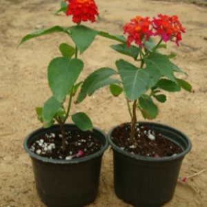 Lantana camara Red (Lantana)