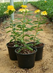 Lantana camara Yellow (Lantana)
