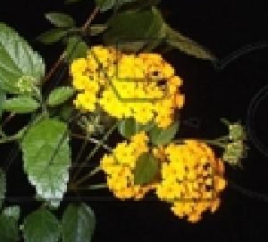 Lantana nana Yellow (Lantana)
