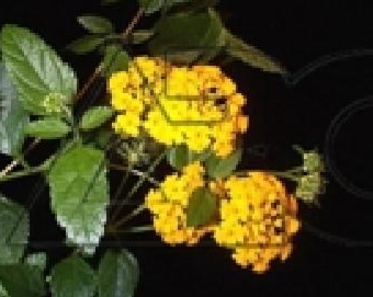 Lantana nana Yellow (Lantana)