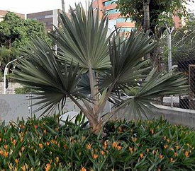 Latania loddigesii (Blue Latan Palm)