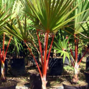 Latania lontaroides (Red Latan Palm)